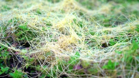 Cuscuta, dodder, parasitic plant. Stock Footage 240982201