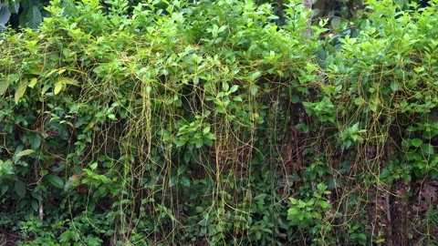Cuscuta, dodder, parasitic plant. Vidéo 240983040