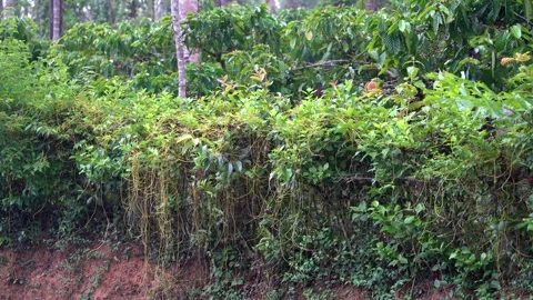 Cuscuta, dodder, parasitic plant. Stock Footage 240983927