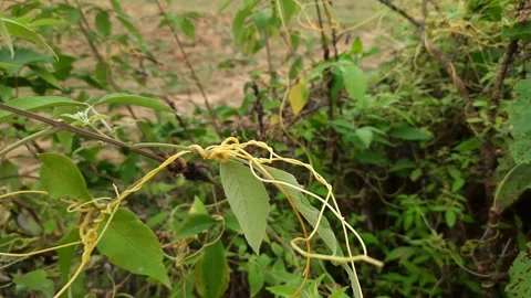 Cuscuta (Dodder) plants. Stock Footage 139386245
