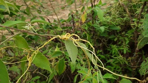 Cuscuta (Dodder) plants. Stock Footage