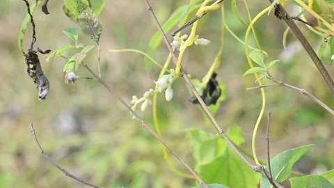 Cuscuta or Dodder flower. Stock Footage 300159682