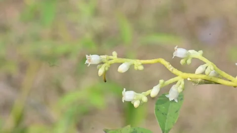 Cuscuta or Dodder flower. Stock Footage 300160533