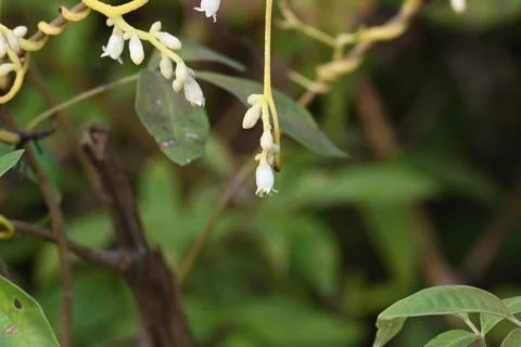 Cuscuta or Dodder flower. Stock Photos