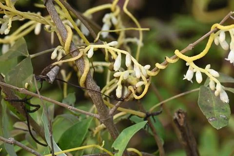 Cuscuta or Dodder flower. Stock Photos