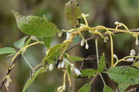 Cuscuta or Dodder flower. Stock Photos