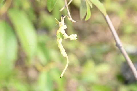 Cuscuta or Dodder flower. Stock Photos