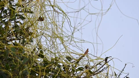 Cuscuta or Dodder plant. Video stock 304683455