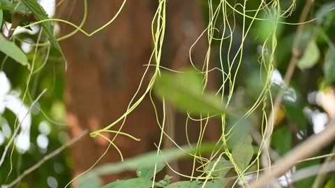 Cuscuta or Dodder plant. Видео 304683648