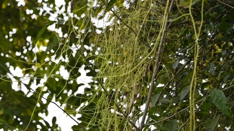 Cuscuta or Dodder plant. Stock Footage 304683693