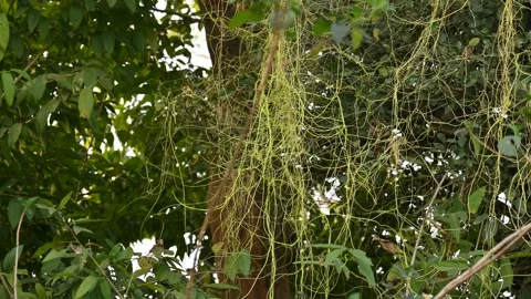 Cuscuta or Dodder plant. Stock Footage 304859739