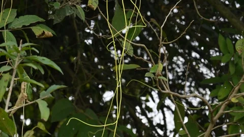 Cuscuta or Dodder plant. Stock Footage 304860334