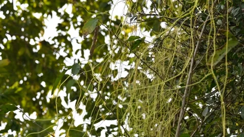 Cuscuta or Dodder plant. Stock-Footage 304860679
