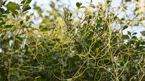 Cuscuta or Dodder plant. Stock-Footage 304860848