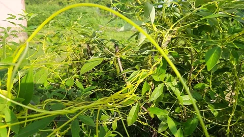 Cuscuta orDodder plant. Stock Footage 204900703