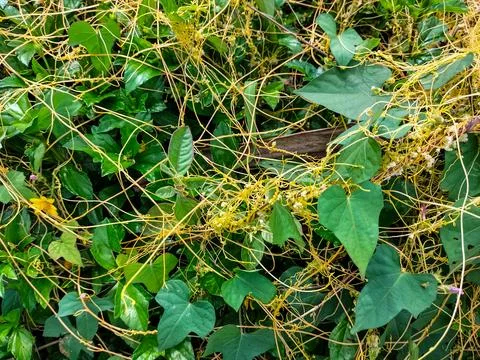 Cuscuta Stock Photos