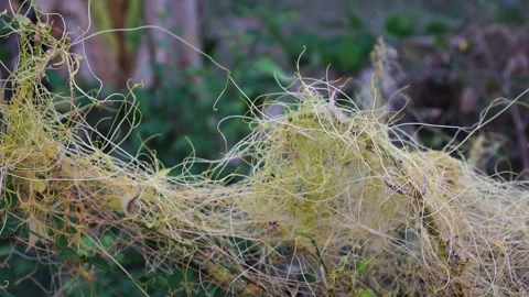 Cuscuta reflexa in the garden Video stock 265064758