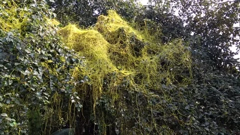 Cuscuta reflexa growing 스톡 동영상 228023186