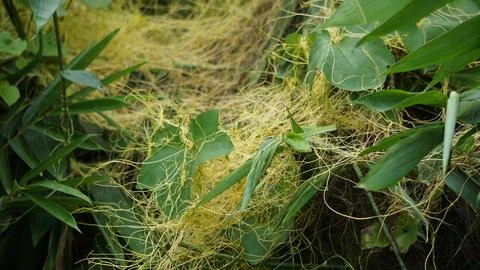 Cuscuta (tali putri, dodder, amarbel) Stock Photos