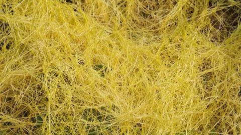 Cuscuta (tali putri, dodder, amarbel) Foto stock