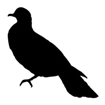 Cushat Stock Illustration