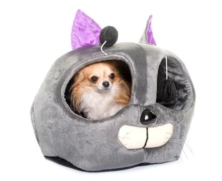 Cushion for cat Stock Photos