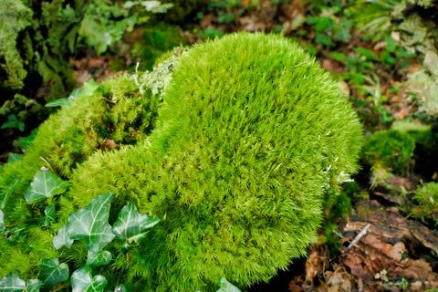 Cushion Moss . Stock Photos
