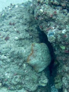 Cushion star Stock Photos
