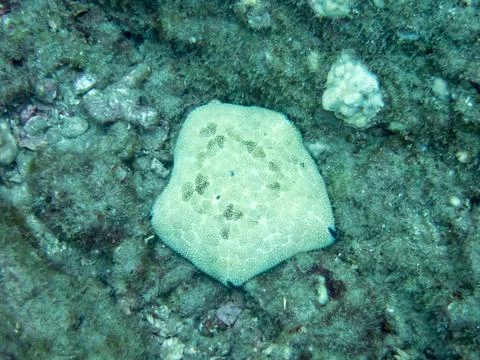 Cushion star Stock-Fotos