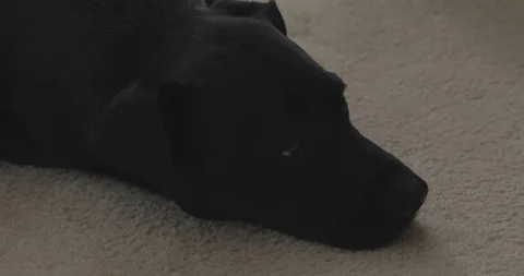 CUSleepyDog Stock Footage 88838693