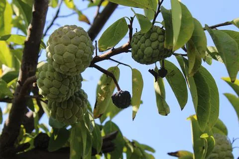 Custard Apple 1 Stock Photos