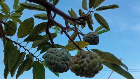 Custard apple and blue sky Stockbeeldmateriaal 261260892