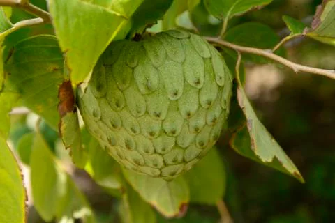Custard apple in Chachapoyas fields in Amazonas-PERU Stock Photos