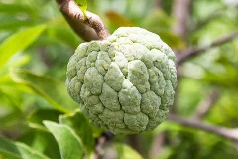 Custard apple  close up on a tree Stock Photos