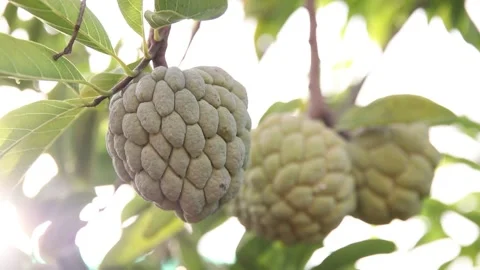 Custard apple Stock Footage 200722439
