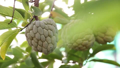 Custard apple Stock Footage 200722480