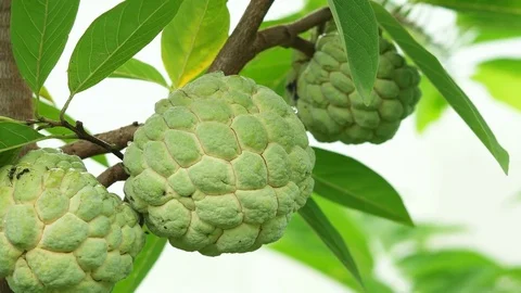 Custard Apple fruit Stock Footage 79505019
