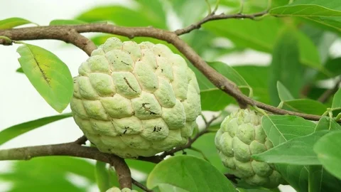 Custard Apple fruit Stock Footage 79505172