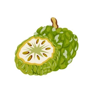 Custard apple fruit Illustration isolated on a white background. Stock Illustration