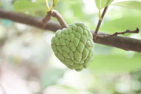 Custard apple fruit Stock Photos