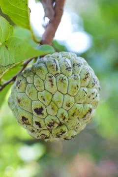 Custard Apple Fruit Foto stock