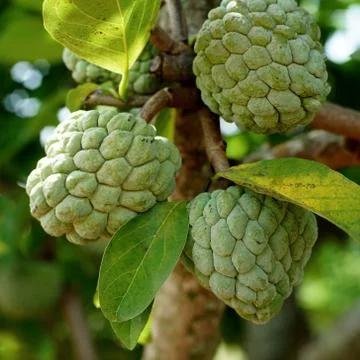 Custard apple fruit on tree Stock Photos