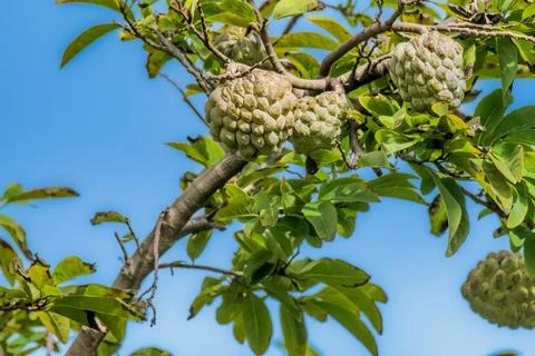 Custard Apple fruit tree Stock Photos