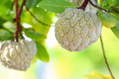 Custard Apple growing on a tree. Stock Photos