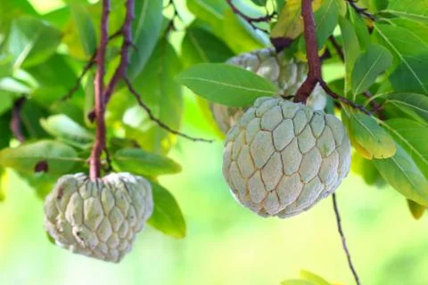 Custard Apple growing on a tree. Stock Photos