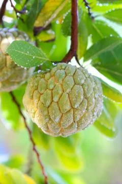 Custard Apple growing on a tree. Stock Photos