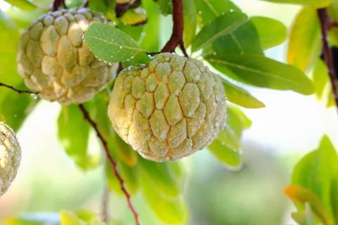 Custard Apple growing on a tree. Stock Photos