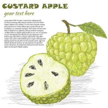 Custard apple Stock Illustration
