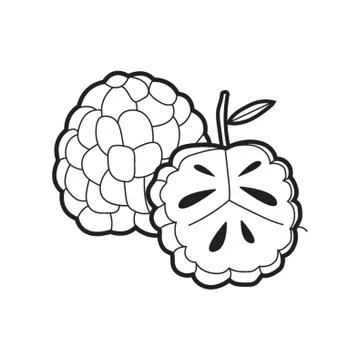 Custard Apple Stock-Illustration