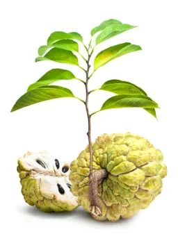 Custard apple isolate white background Stock Photos